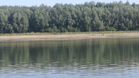 SERBĂRILE DUNĂRII la Turnu Măgurele